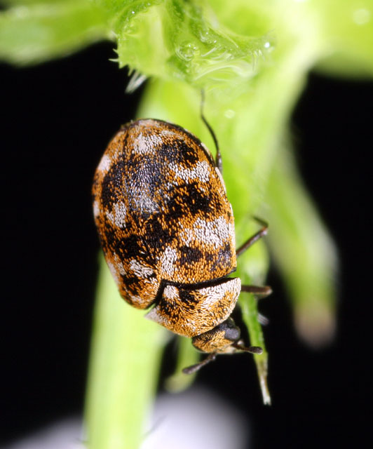 Anthrenus verbasci - Copyright Denis Bourgeois